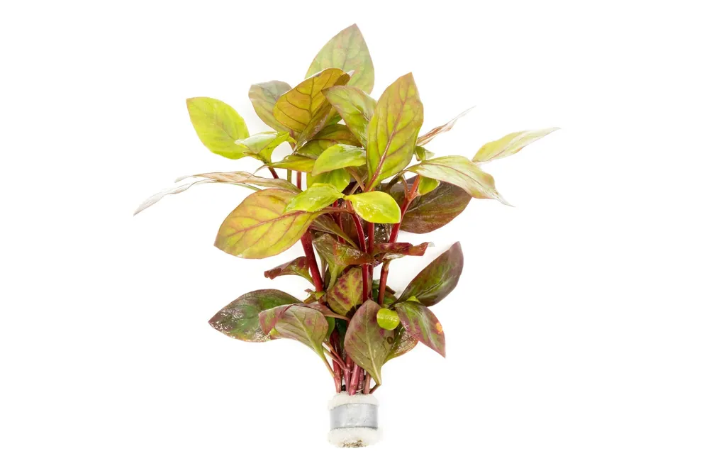 Alternanthera Red Broad Leaf - ACW