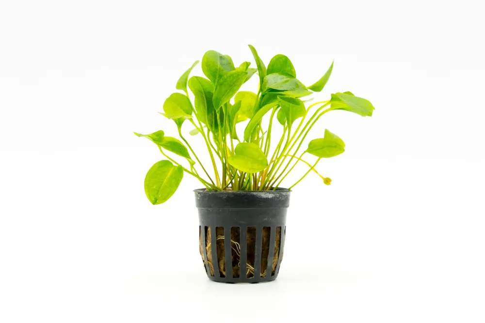 Ranalisma Rostratum - CPA