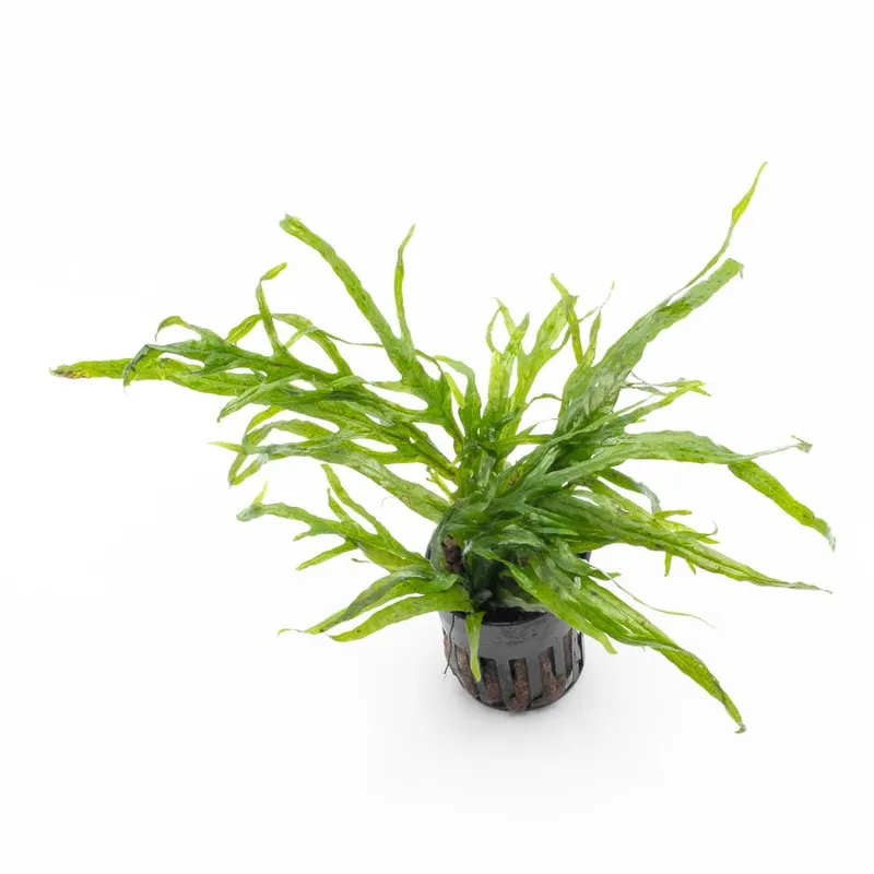 Java Fern Trident Mini - CPA