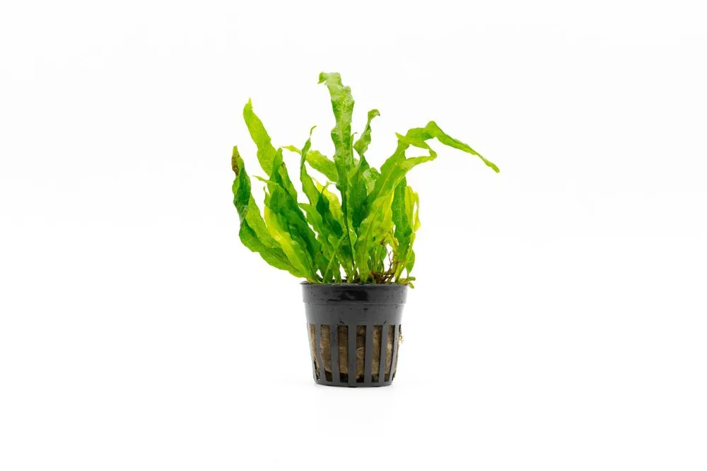 Java Fern Flaming - CPA