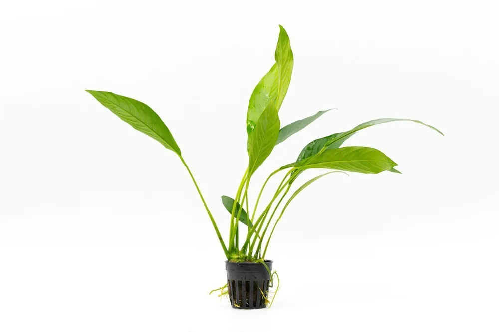 Anubias Glabra - CPA