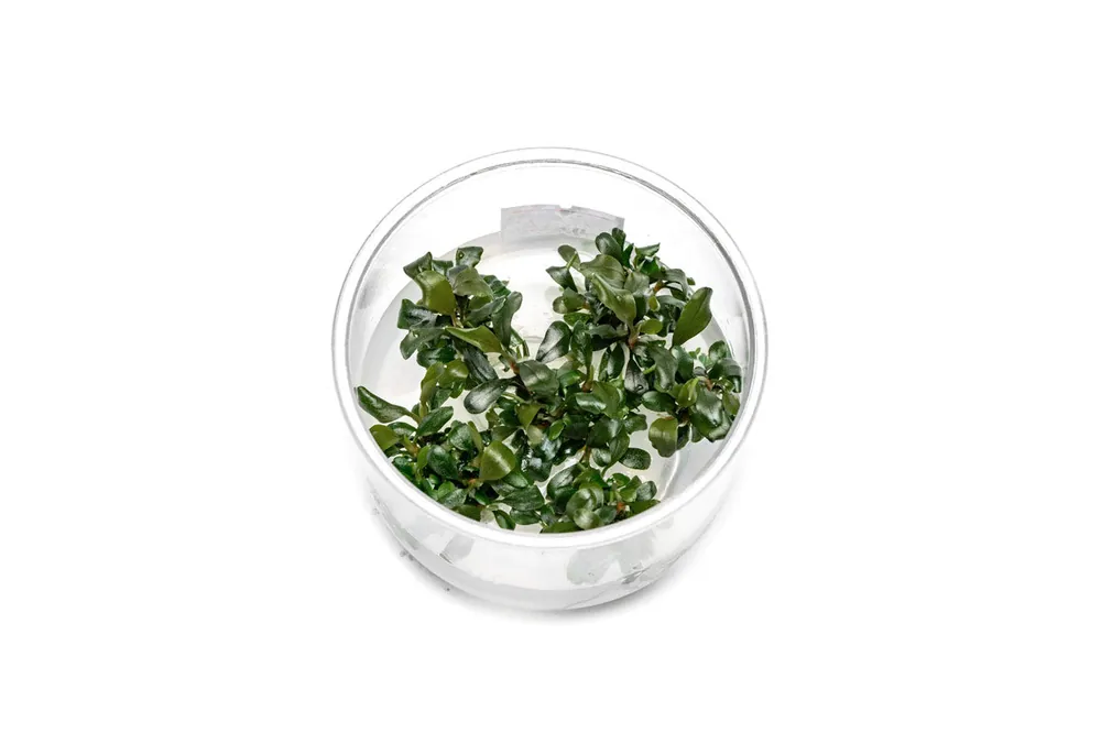 Bucephalandra Pygmy UNS Tissue Culture - UNSTC