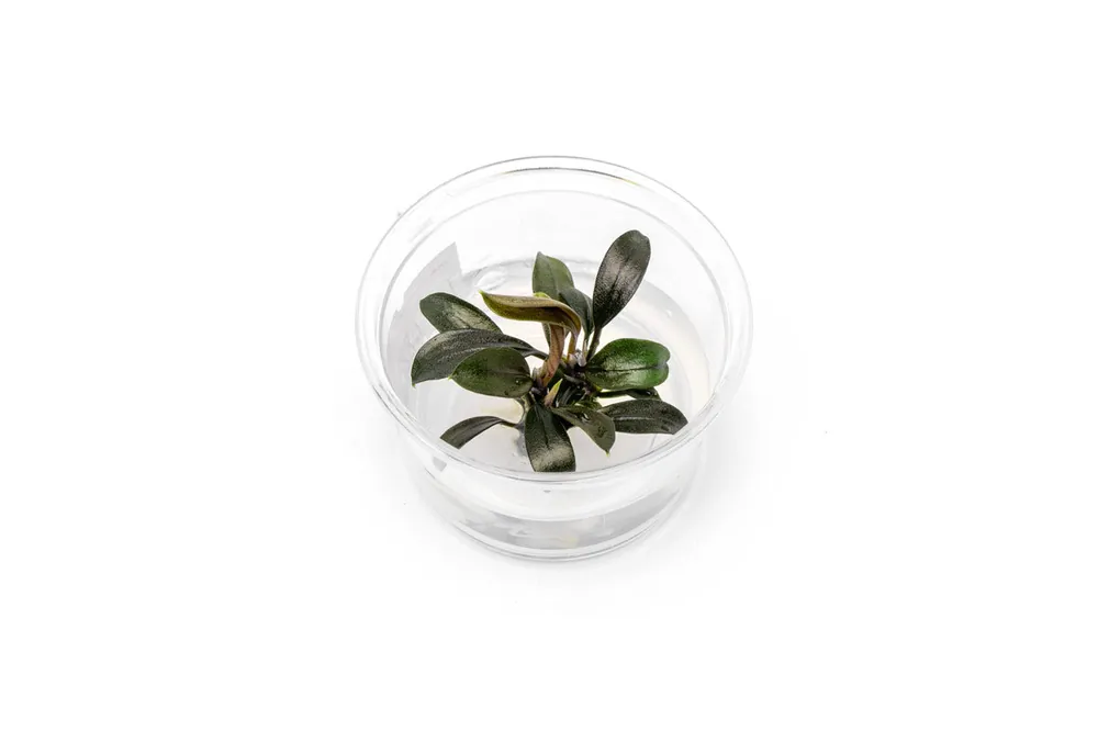 Bucephalandra Brownie Ghost UNS Tissue Culture - Small Cup