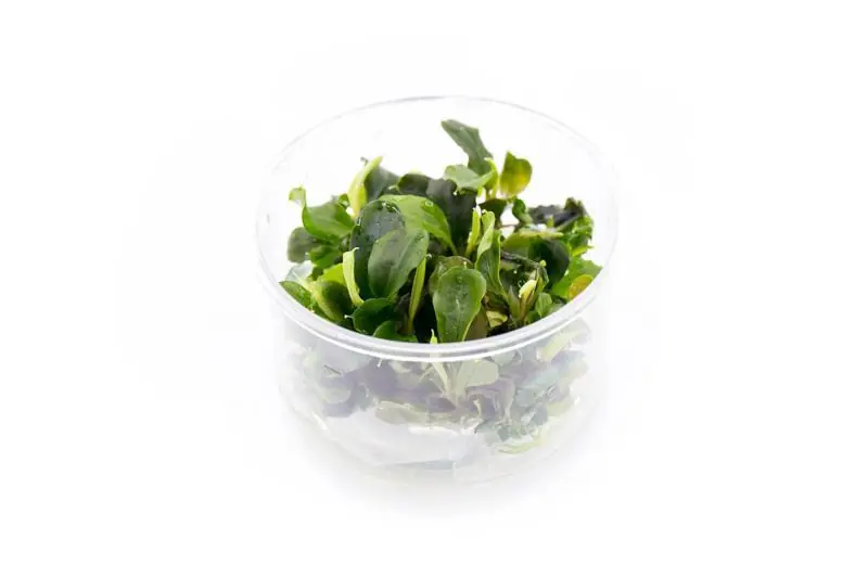 Bucephalandra Green Wavy Tissue Culture - ASA