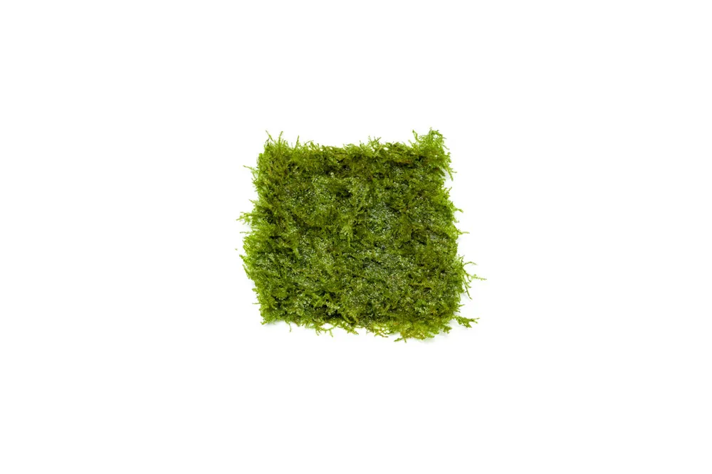 Mini Taiwan Moss on Stainless Steel - IS