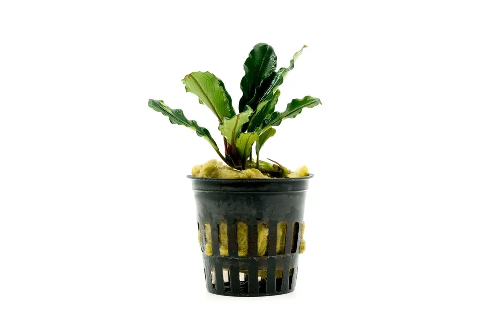 Bucephalandra Dark Green Wavy (Farmed) - CPA