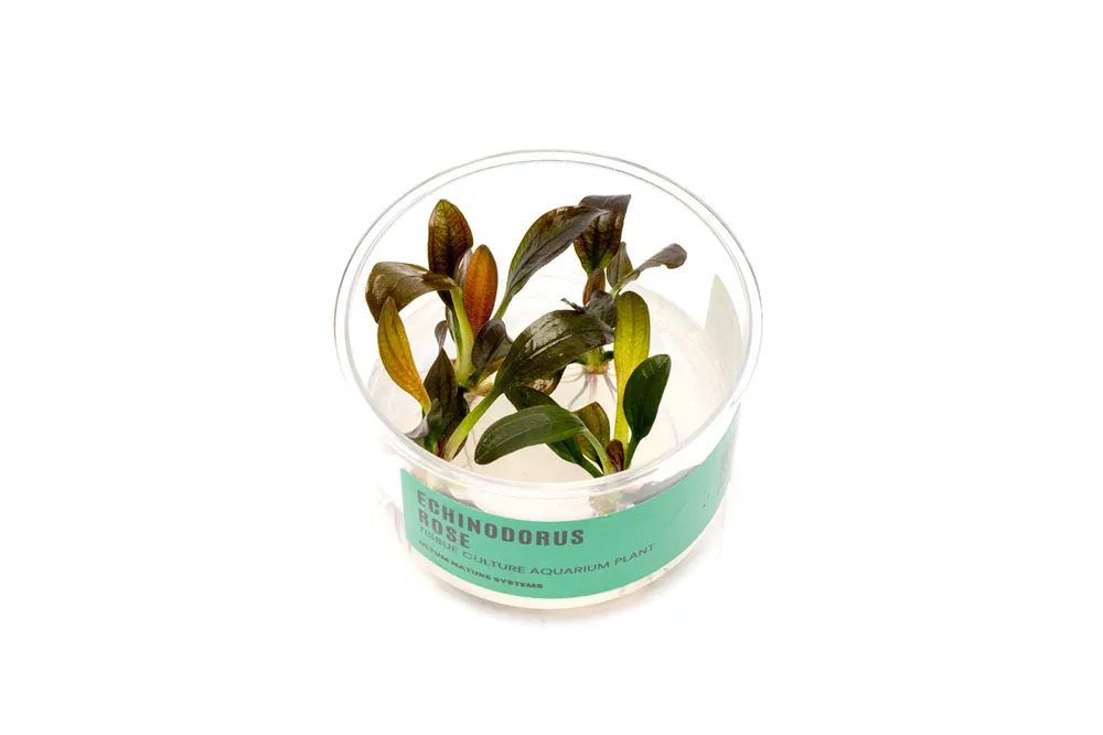 Echinodorus Rose Tissue Culture - UNSTC