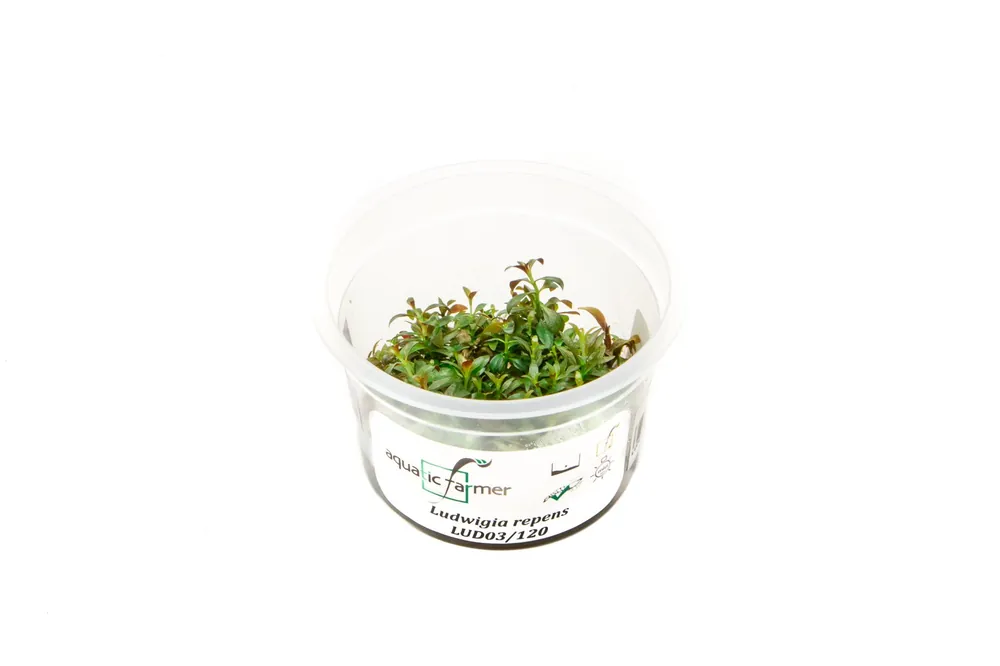 Ludwigia Repens Aquatic Farmer Tissue Culture