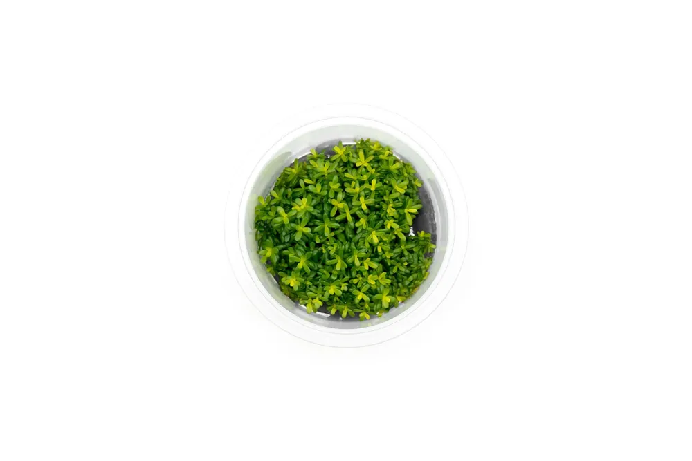 Rotala Macrandra Yellow Aquatic Farmer Tissue Culture