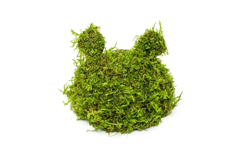 Christmas Moss on Coconut Toad - ACW