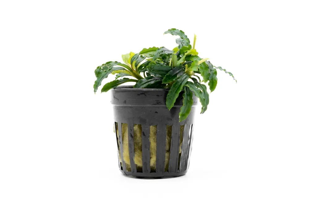 Bucephalandra Biblis Blue Sky (Farmed) - CPA