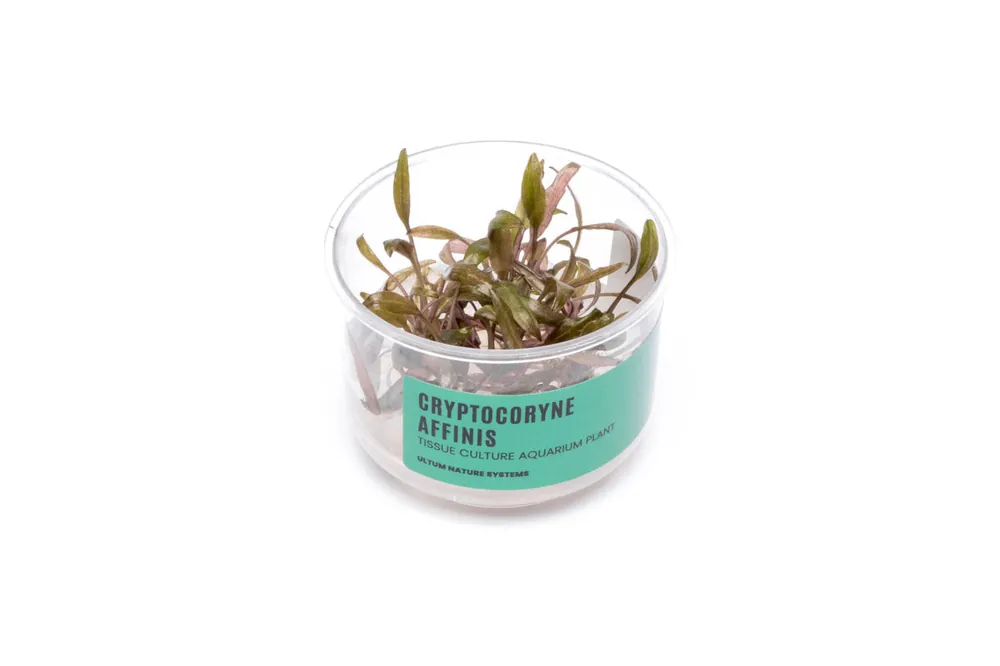 Cryptocoryne Affinis UNS Tissue Culture - UNSTC