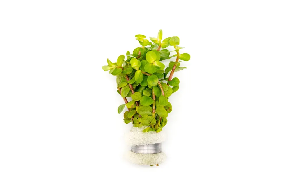 Rotala Macrandra Yellow - IS