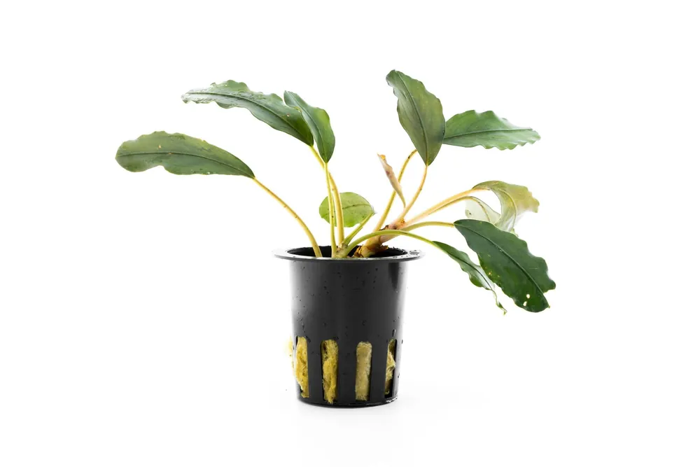 Bucephalandra Pearl Grey
