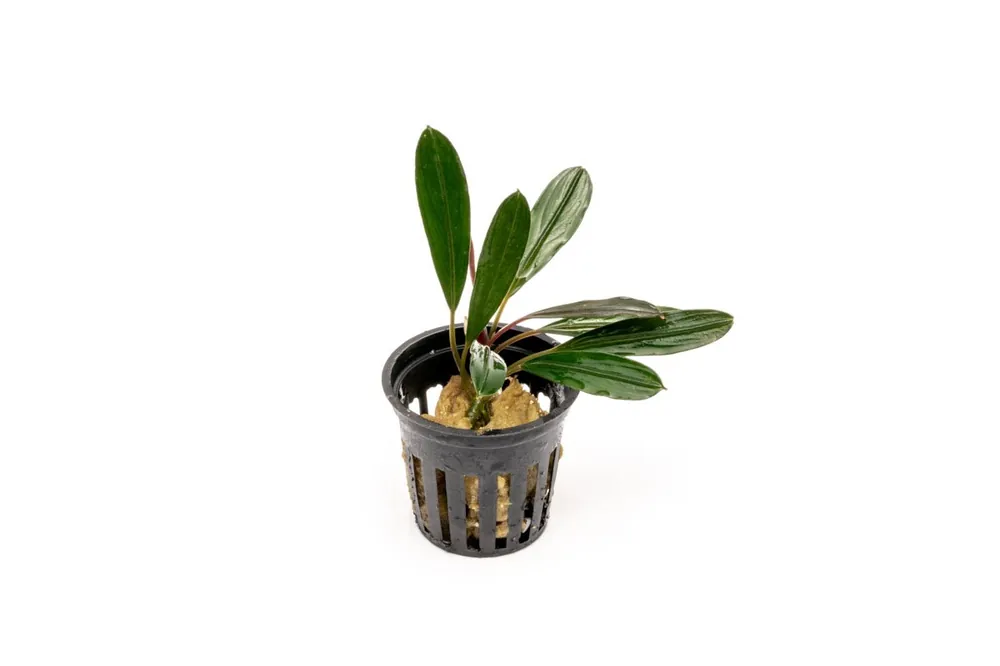 Bucephalandra Flamingo Pot