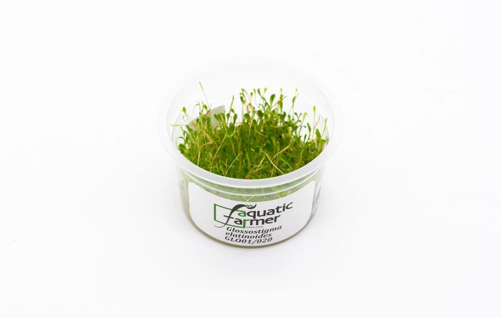 Glossostigma Elatinoides Aquatic Farmer Tissue Culture