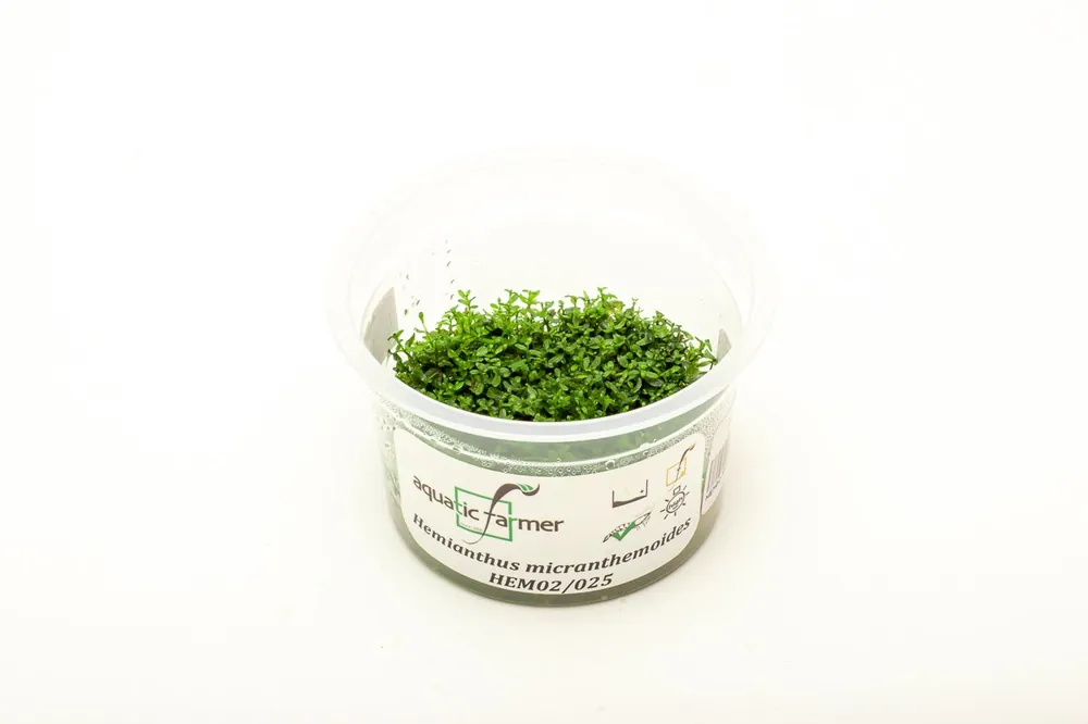 Hemianthus Micranthemoides (Pearl Weed) Aquatic Farmer Tissue Culture