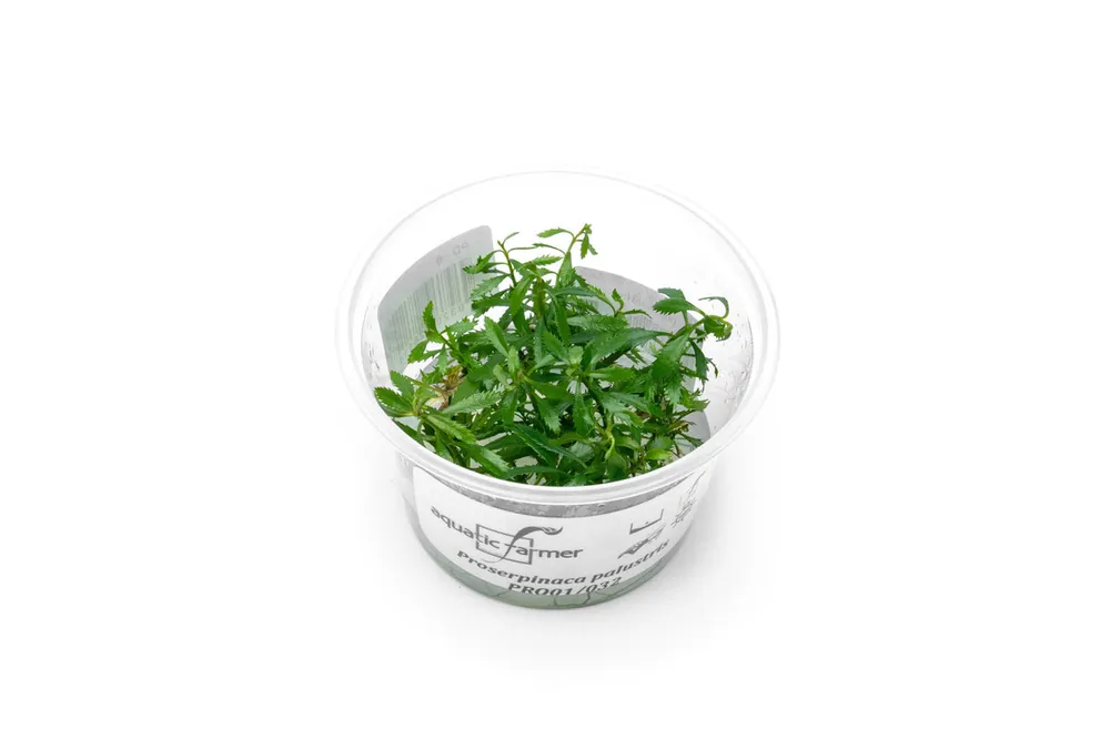 Proserpinaca Palustris Aquatic Farmer Tissue Culture