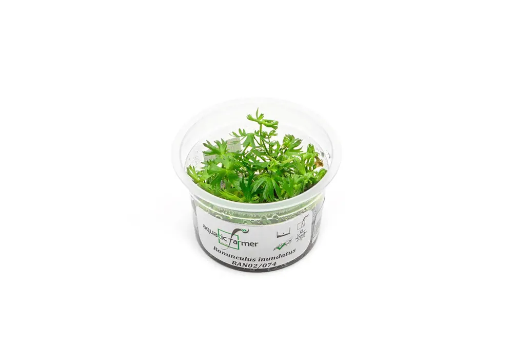 Ranunculus Inundatus Aquatic Farmer Tissue Culture