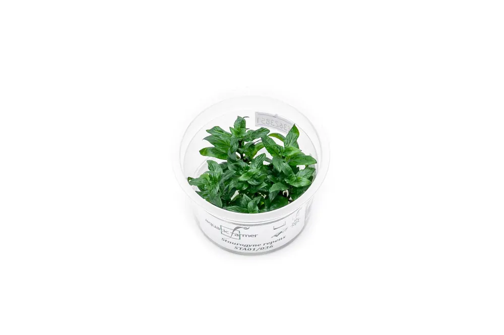 Staurogyne Repens Aquatic Farmer Tissue Culture