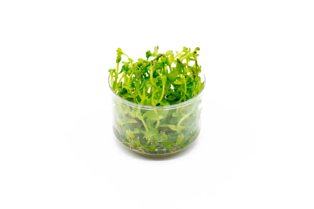 Bacopa Amplexicaulis UNS Tissue Culture - UNSTC