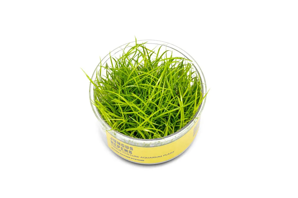 Juncus Repens UNS Tissue Culture - UNSTC