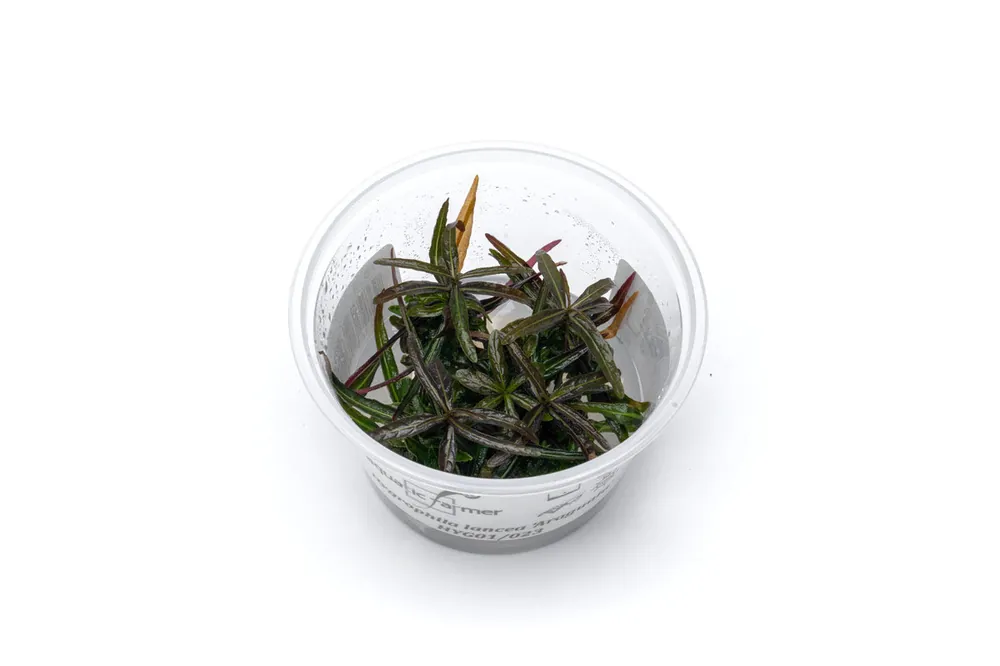 Hygrophila Lancea Araguaia Aquatic Farmer Tissue Culture