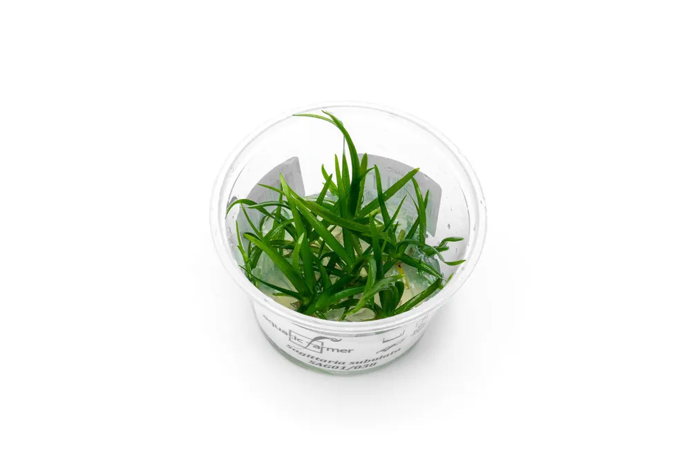 Sagittaria Subulata Aquatic Farmer Tissue Culture