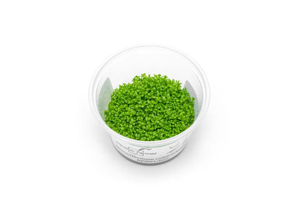 Hemianthus Callitrichoides (Dwarf Baby Tears) Aquatic Farmer Tissue Culture