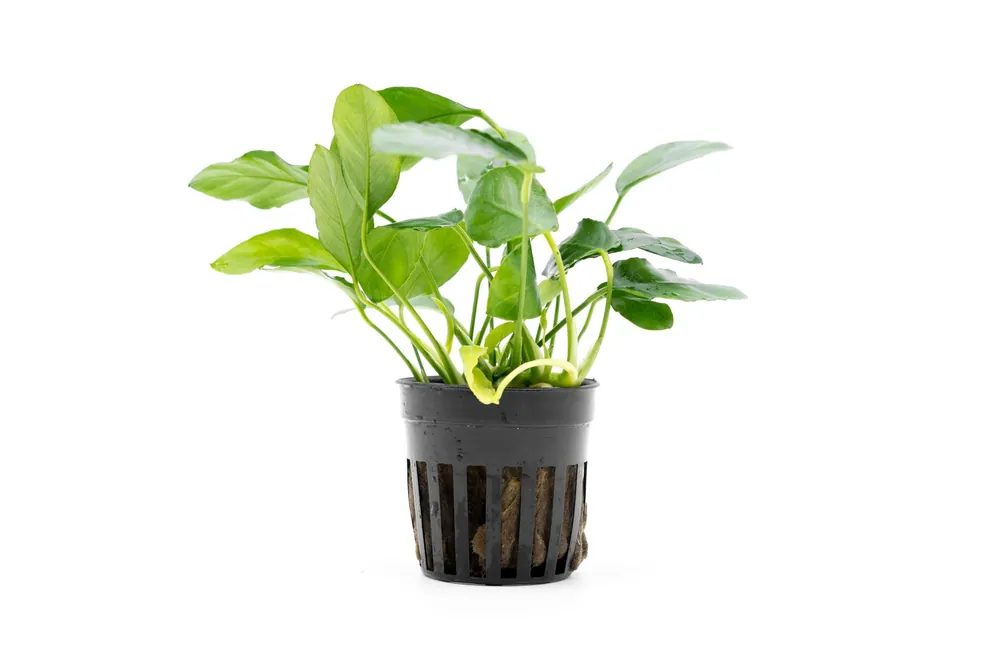 Anubias Nana Paxing - CPA