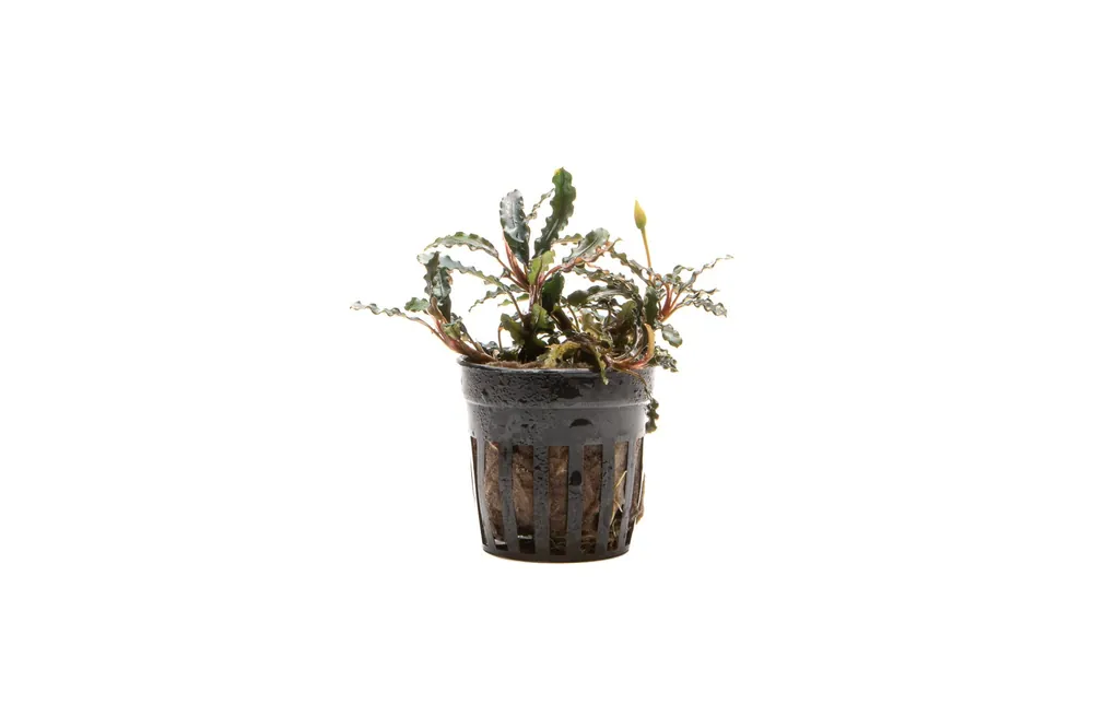 Bucephalandra Titan - CPA