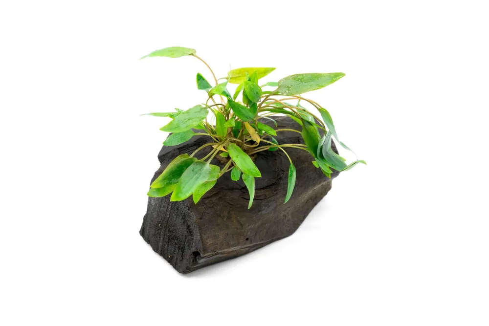 Cryptocoryne on Driftwood - CPA