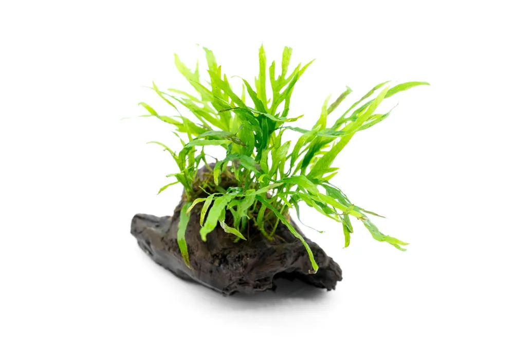 Java Fern Trident Mini on Driftwood - CPA