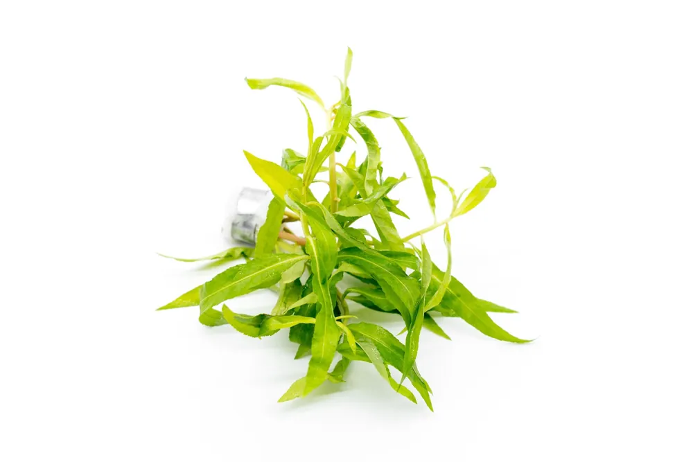 Penthorum Sedoides - CPA