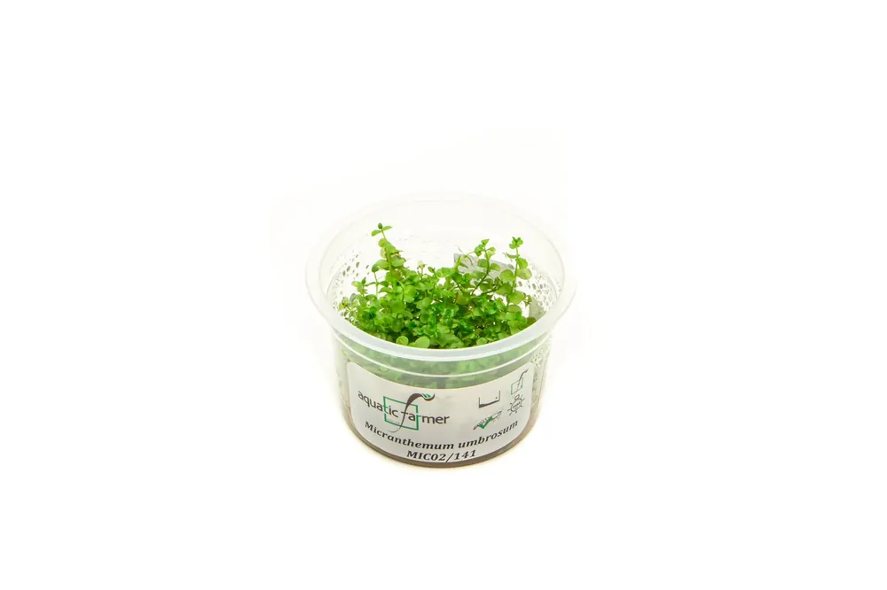 Micranthemum Umbrosum Aquatic Farmer Tissue Culture