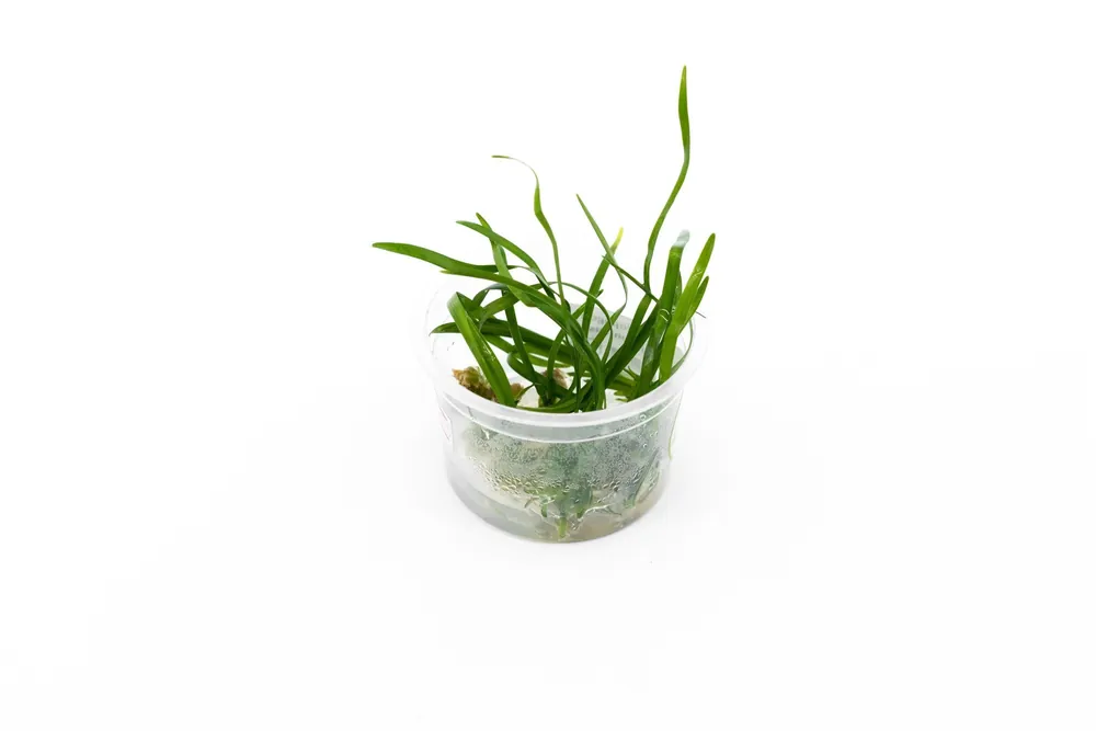 Ophiopogon Japonicus Aquatic Farmer Tissue Culture