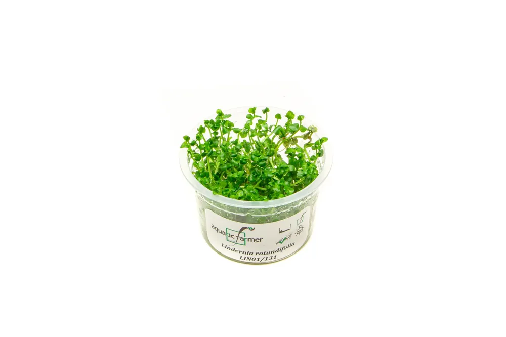 Lindernia Rotundifolia Aquatic Farmer Tissue Culture