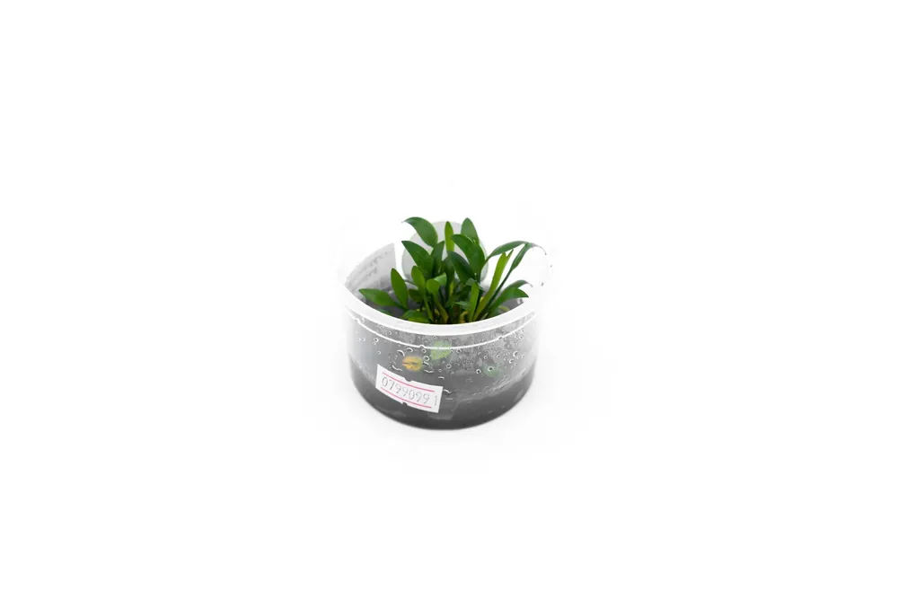 Cryptocoryne Pygmaea Aquatic Farmer Tissue Culture