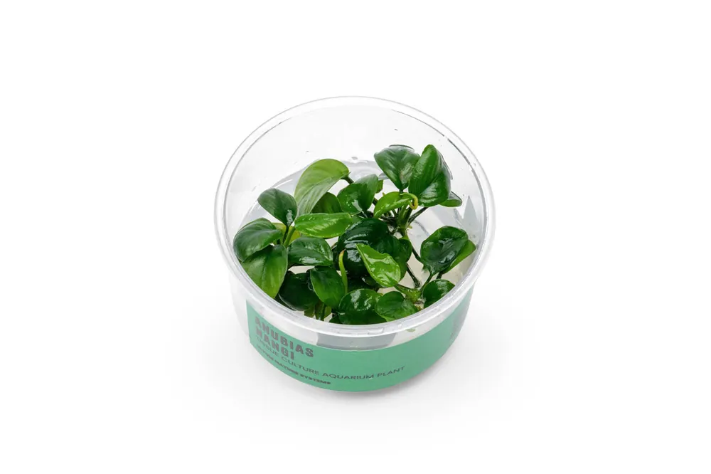 Anubias Nangi UNS Tissue Culture - UNSTC