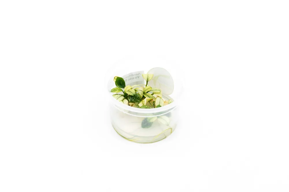 Anubias Nana Petite White Aquatic Farmer Tissue Culture