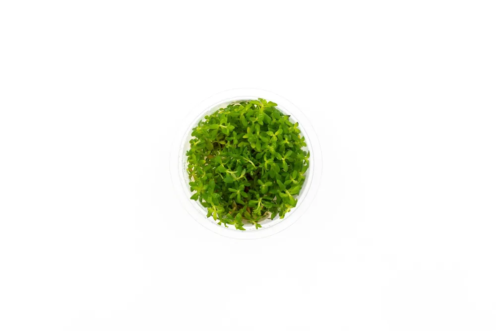 Scrophulariaceae Sp Aquatic Farmer Tissue Culture