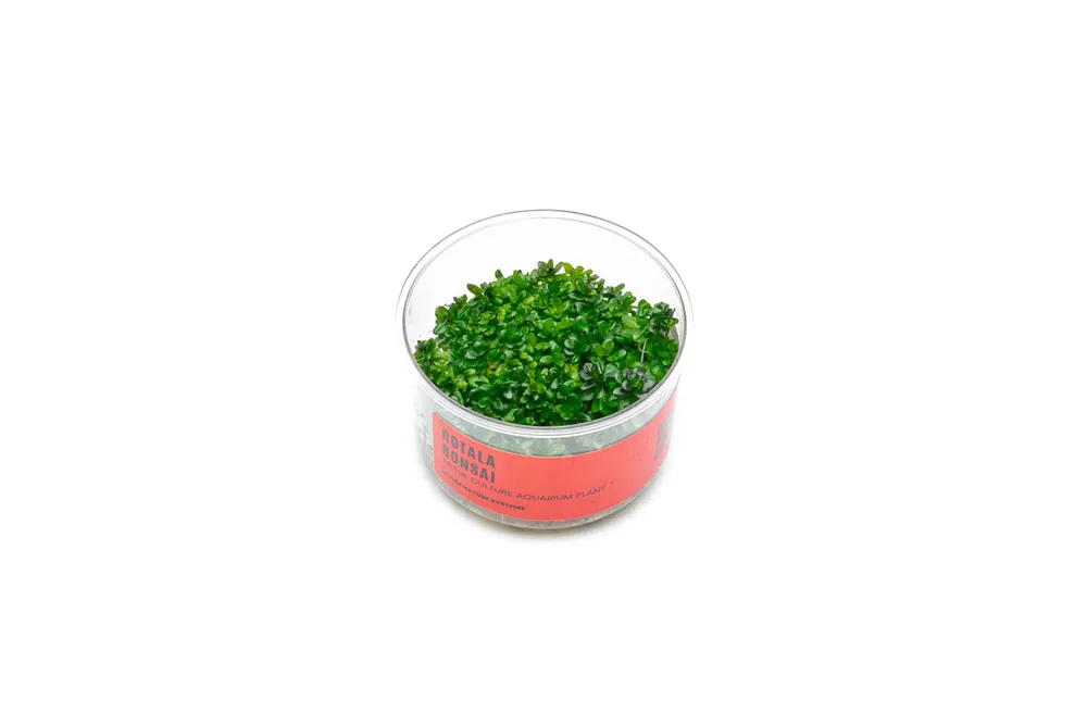 Rotala (Ammania) Bonsai UNS Tissue Culture - UNSTC