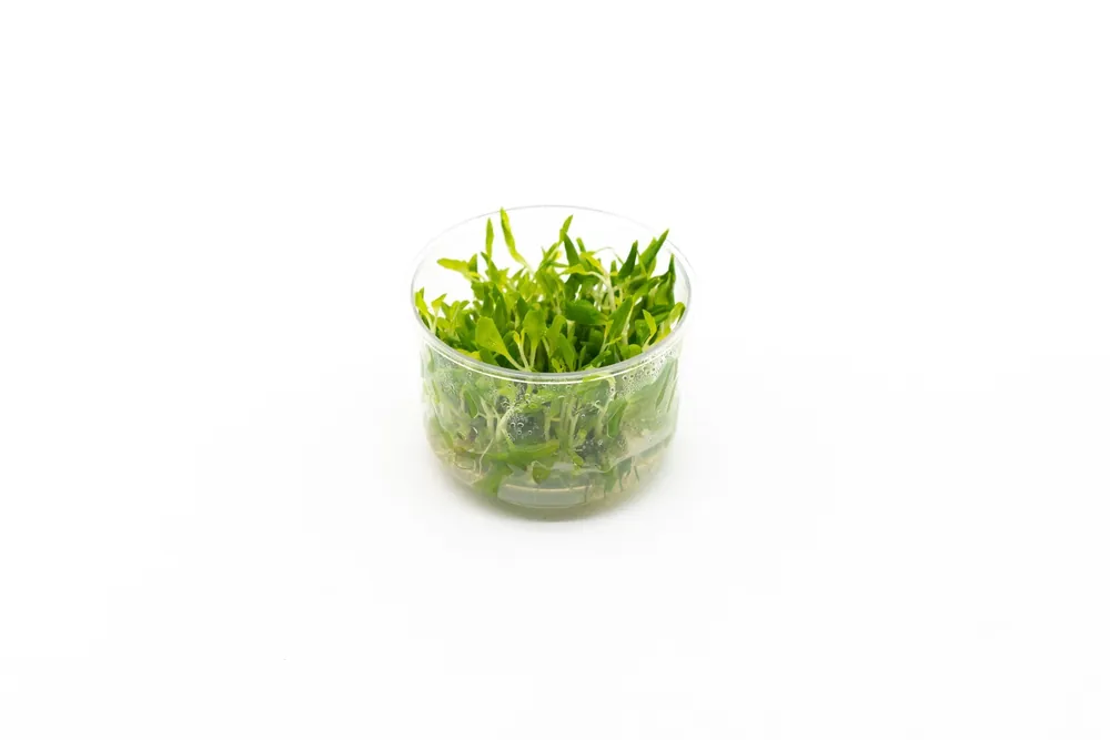 Hygrophila Difformis/Water Wisteria UNS Tissue Culture - UNSTC
