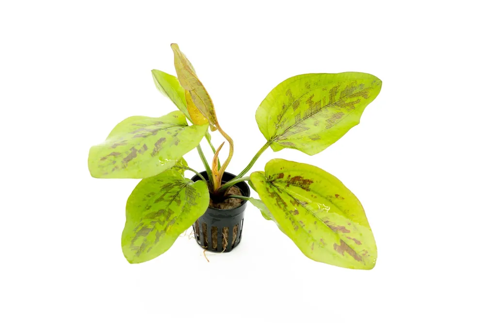 Echinodorus Chocolate Marble - CPA