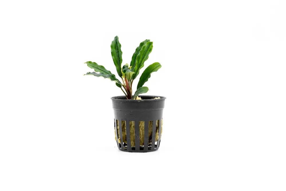 Bucephalandra Kedagang Green Long (Farmed) - CPA