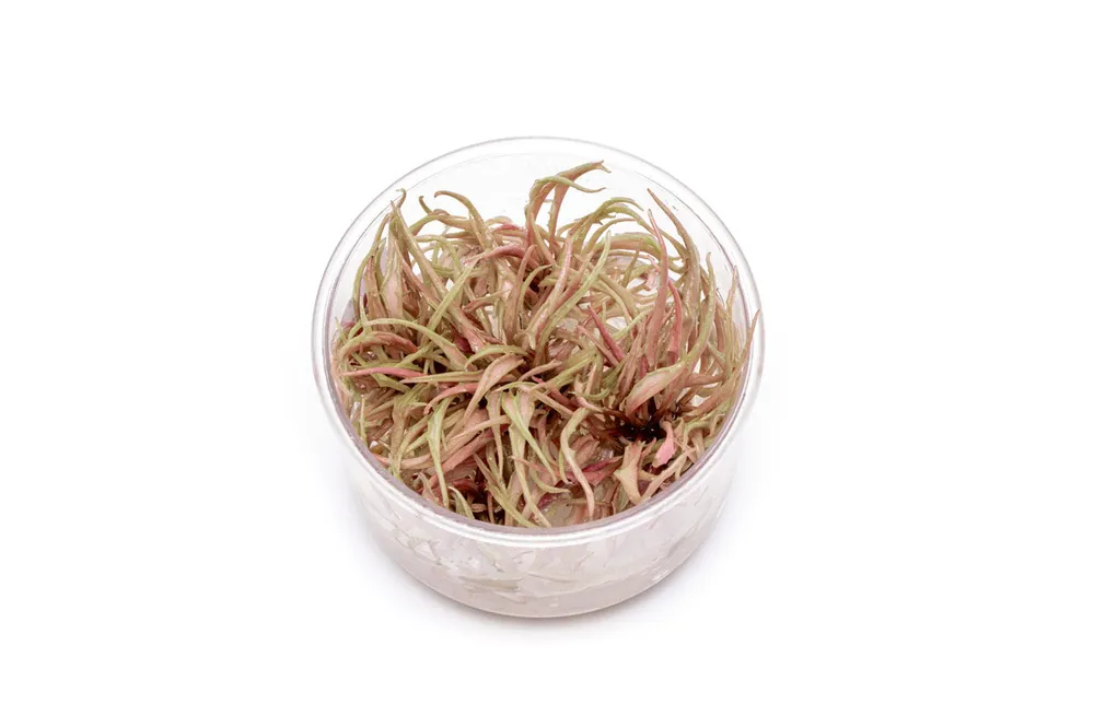 Cryptocoryne Pink Flamingo UNS Tissue Culture - UNSTC