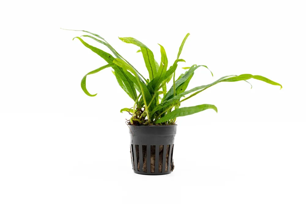 Java Fern Philippine Mini - CPA