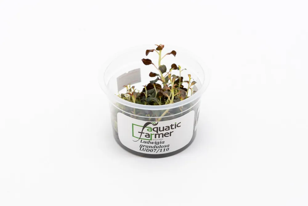 Ludwigia Peruensis/Glandulosa Aquatic Farmer Tissue Culture