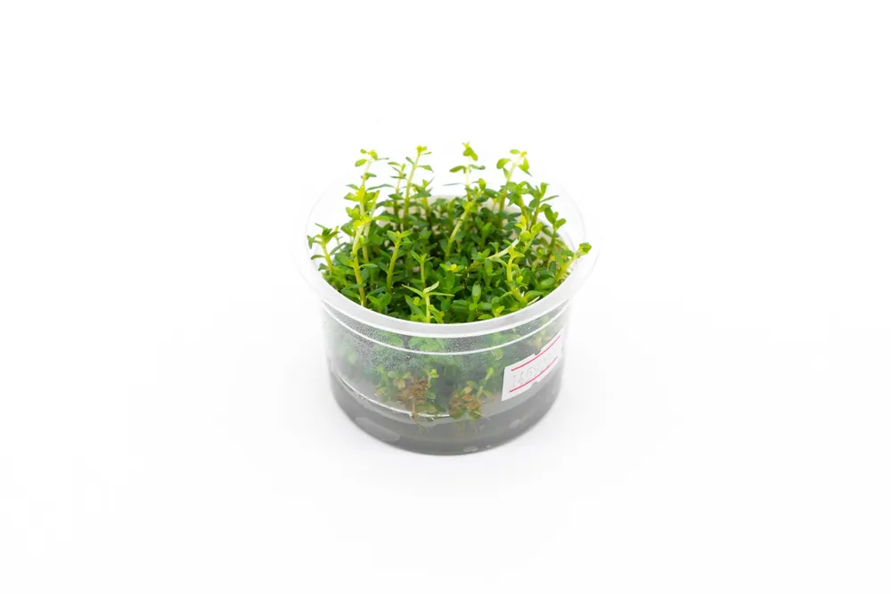 Rotala Mexicana Aquatic Farmer Tissue Culture