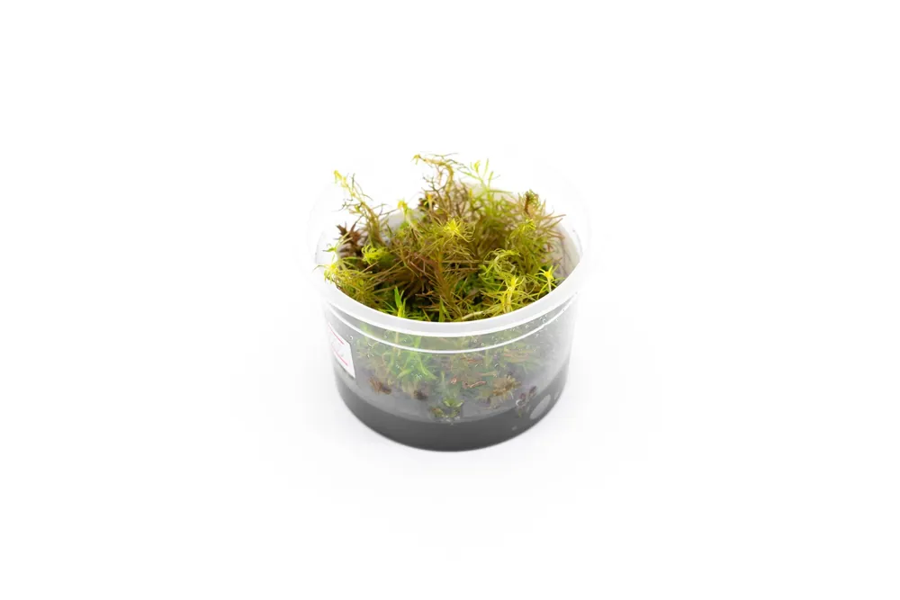 Rotala Wallichii Aquatic Farmer Tissue Culture